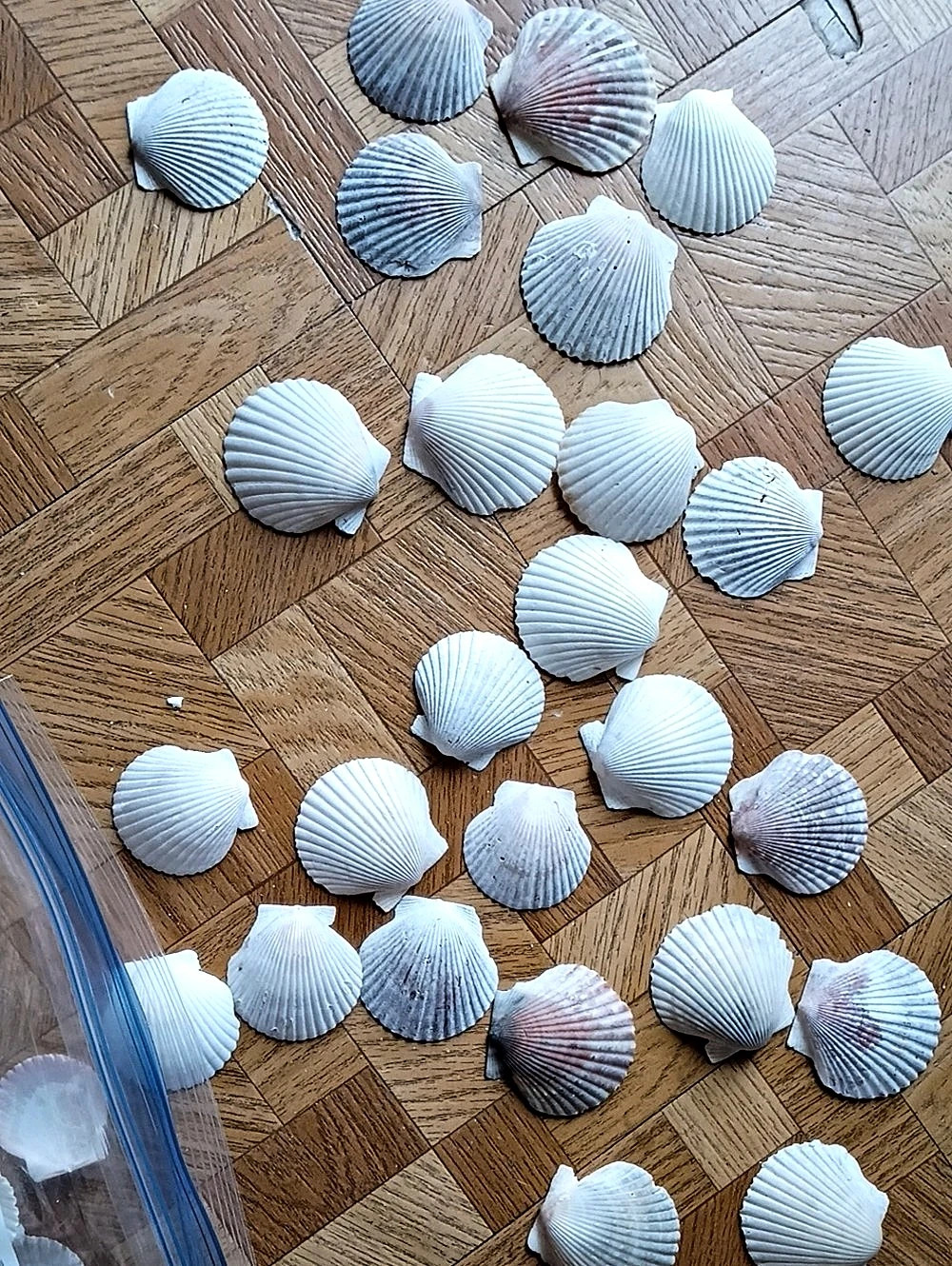 Large Scallop seashells